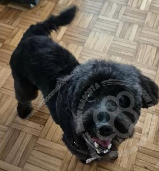 Foto de Mascota Perdida