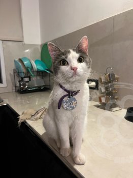 Foto de Mascota Extraviada