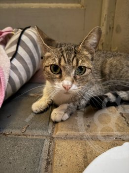 Foto de Mascota Encontrada