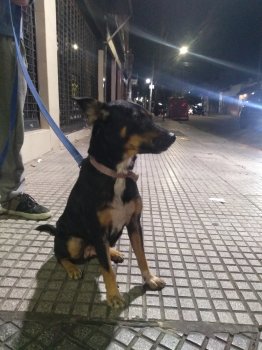 Foto de Mascota Encontrada