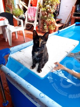 Foto de Mascota Extraviada