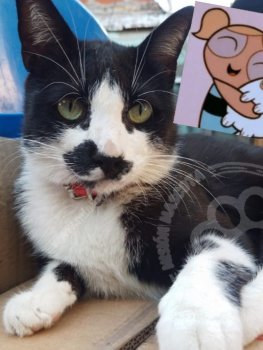 Foto de Mascota Extraviada