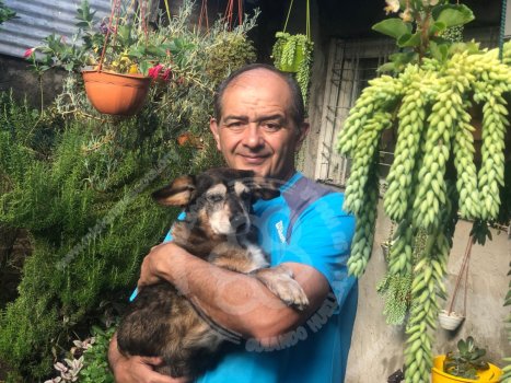 Foto de Mascota Perdida