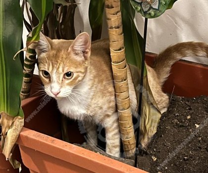 Foto de Mascota Encontrada