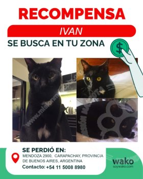 Foto de Mascota Extraviada