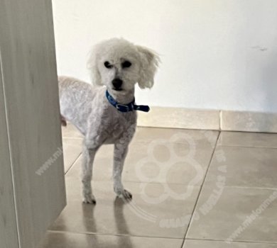Foto de Mascota Extraviada