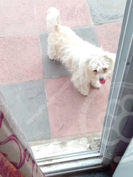 Foto de Mascota Extraviada