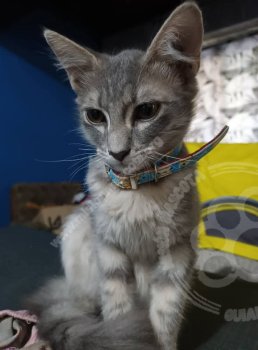 Foto de Mascota Perdida