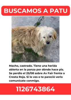 Foto de Mascota Extraviada