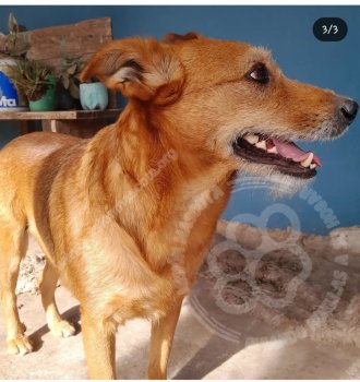 Foto de Mascota Perdida