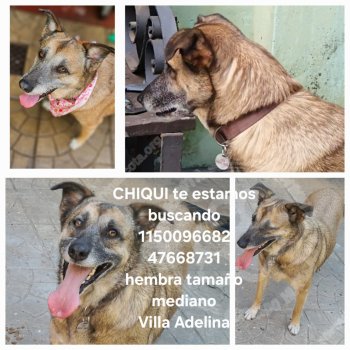 Foto de Mascota Extraviada