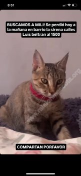 Foto de Mascota Perdida