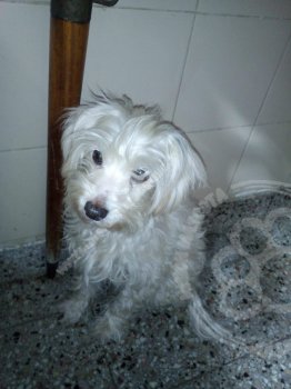 Foto de Mascota Extraviada