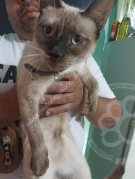 Foto de Mascota Encontrada