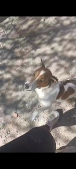 Foto de Mascota Extraviada