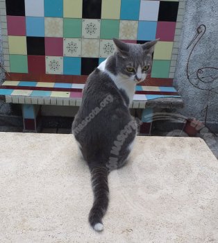 Foto de Mascota Extraviada