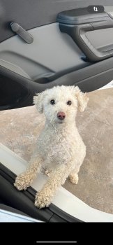 Foto de Mascota Extraviada
