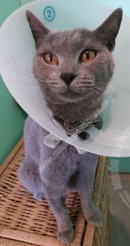 Foto de Mascota Extraviada