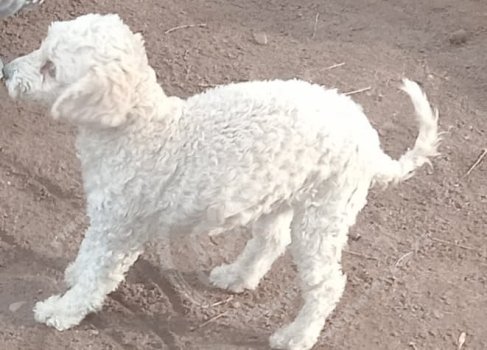 Foto de Mascota Extraviada