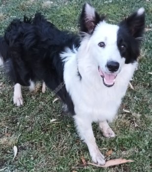 Foto de Mascota Extraviada