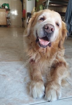 Foto de Mascota Extraviada