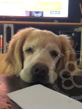 Foto de Mascota Extraviada