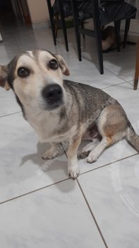 Foto de Mascota Extraviada