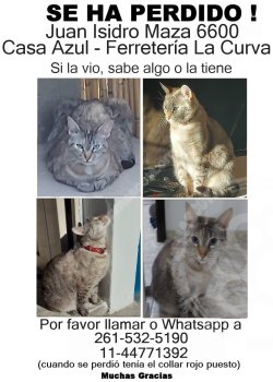 Foto de Mascota Extraviada