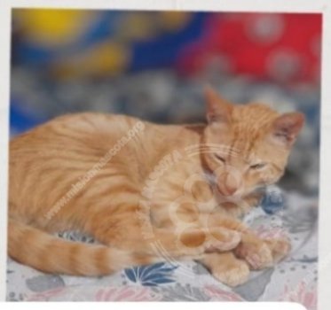 Foto de Mascota Extraviada