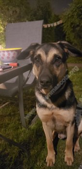 Foto de Mascota Extraviada