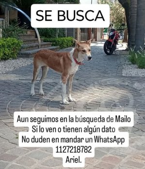 Foto de Mascota Extraviada