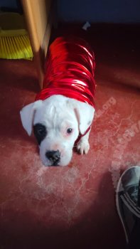 Foto de Mascota Extraviada