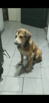 Foto de Mascota Perdida