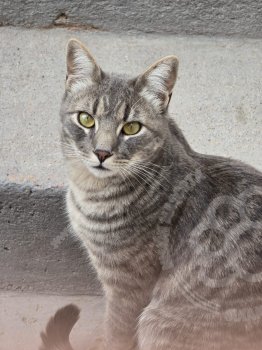 Foto de Mascota Extraviada