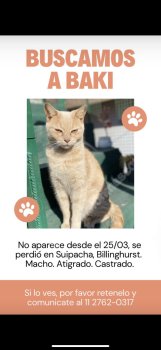 Foto de Mascota Perdida