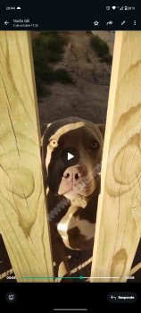 Foto de Mascota Extraviada