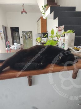 Foto de Mascota Encontrada