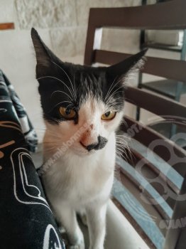 Foto de Mascota Encontrada