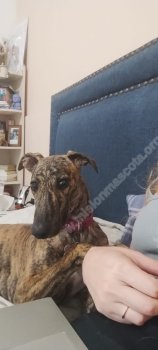 Foto de Mascota Extraviada