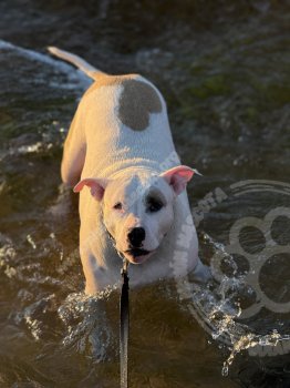 Foto de Mascota Extraviada