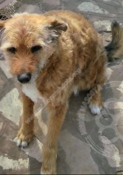 Foto de Mascota Perdida