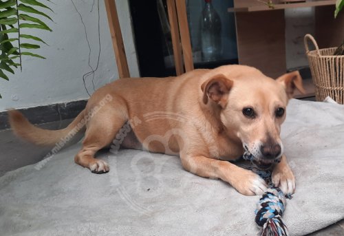 Foto de Mascota Encontrada