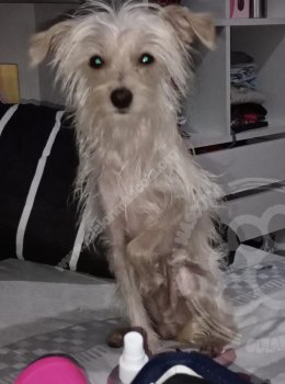 Foto de Mascota Perdida