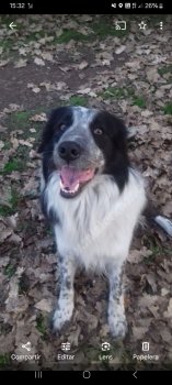 Foto de Mascota Extraviada