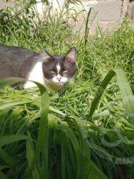 Foto de Mascota Perdida