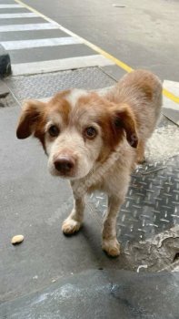 Foto de Mascota Encontrada