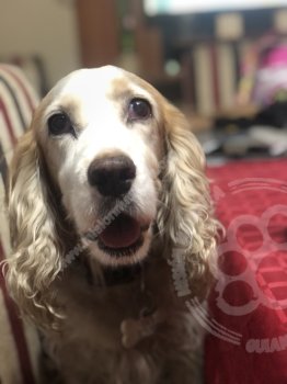 Foto de Mascota Extraviada