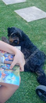 Foto de Mascota Extraviada