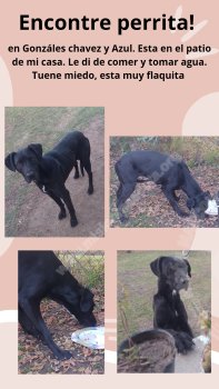 Foto de Mascota Encontrada