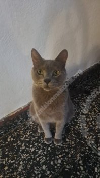 Foto de Mascota Extraviada